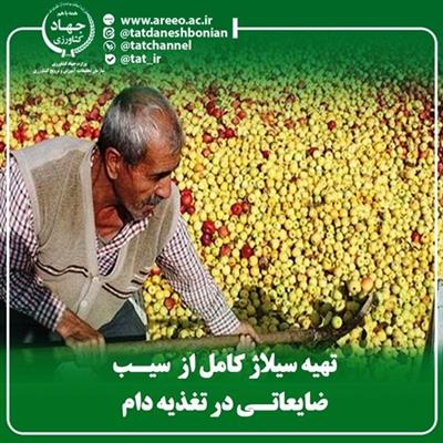 تهیه سیلاژ كامل از  سیب ضایعاتی در تغذیه دام
